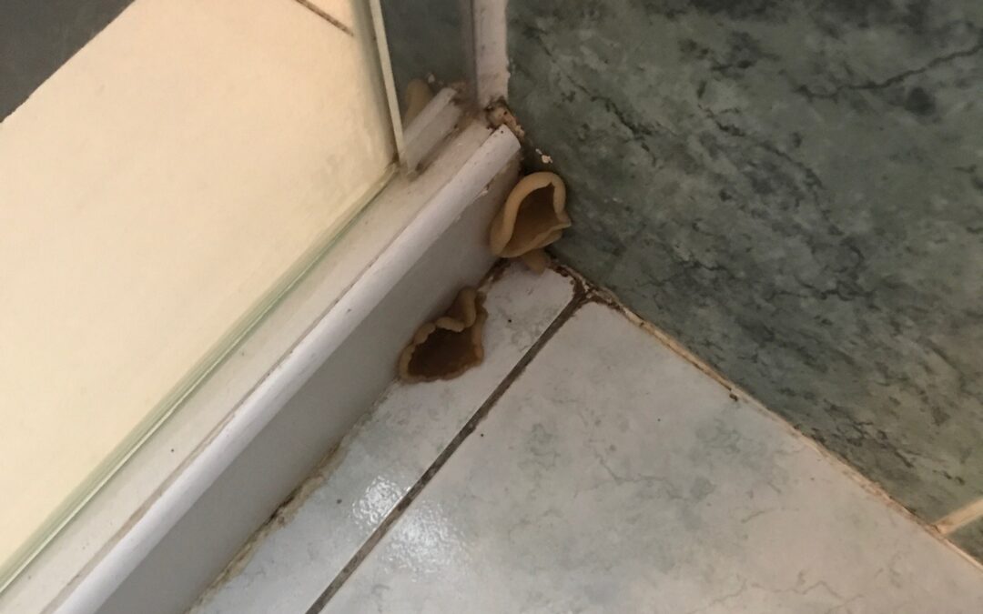 Recherche de fuite à Caudan (Morbihan)